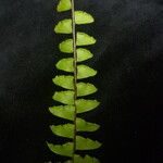 Adiantum incisum Hábito