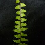 Adiantum incisum 整株植物