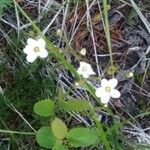 Eremogone capillaris Flower