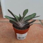 Gasteria batesianaFolha