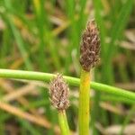 Eleocharis palustris Fruit