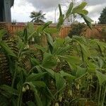 Polygonatum biflorum Blad