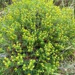 Euphorbia spinosa Tervik taim
