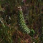 Trifolium angustifolium Fula