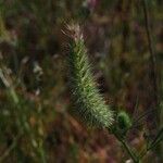 Trifolium angustifolium Flower