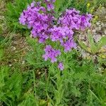 Hesperis matronalis ফুল