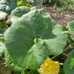 Cucurbita maxima 叶