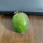 Feijoa sellowiana ഫലം