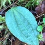 Calypso bulbosa Leaf