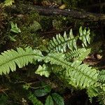Nephrolepis undulata Blatt
