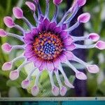 Osteospermum fruticosum花