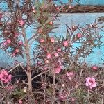 Leptospermum scoparium फूल