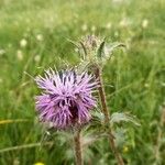 Carthamus caeruleus Flower