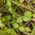 Arenaria leptoclados 葉