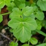 Nasturtium officinale Leaf