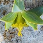 Euphorbia heteradena Blodyn