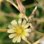 Lactuca virosa Blüte