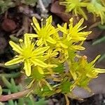 Petrosedum forsterianum Blomst