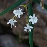 Valeriana saxatilis Fleur