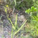 Brachypodium pinnatum Blodyn