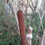 Typha latifolia Blüte