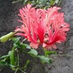 Hibiscus schizopetalus Flor