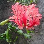 Hibiscus schizopetalus 花