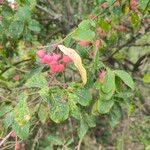 Euonymus latifolius Ovoce