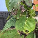 Coccoloba uvifera Yaprak