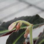 Begonia listada Flower