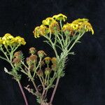 Senecio alcicornis