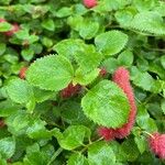 Acalypha chamaedrifolia 葉
