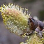 Salix sikkimensis Floro