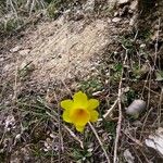 Narcissus rupicola Квітка