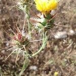 Centaurea melitensis Flor