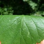 Rubus fissipetalus Leht