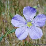 Linum lewisii Flower