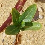 Catharanthus roseus برگ