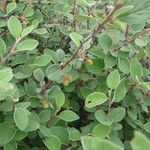 Cotoneaster nebrodensis Other