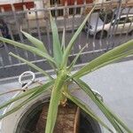 Yucca aloifoliaഇല