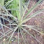 Pandanus pygmaeus Hoja