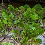 Selaginella epirrhizosLeaf