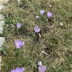 Crocus sativus Fula