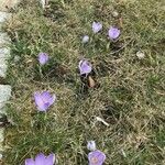 Crocus sativus Цветок