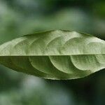 Ouratea melinonii Leaf