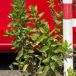 Artemisia suksdorfii Leaf