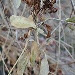 Hylotelephium anacampseros Fruit