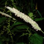 Phleum pratense Květ