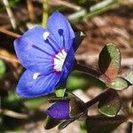 Veronica fruticans Fiore