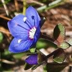 Veronica fruticans Flower